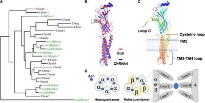 Constructing and Tuning Excitatory Cholinergic Synapses: The Multifaceted Functions of Nicotinic Acetylcholine Receptors in Drosophila Neural Development and Physiology